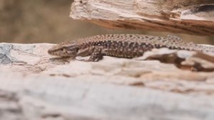 УЛЬТРАЛАЙТ НА МИКРОРЕЧКЕ / АЛЕКСЕЙ ШАНИН