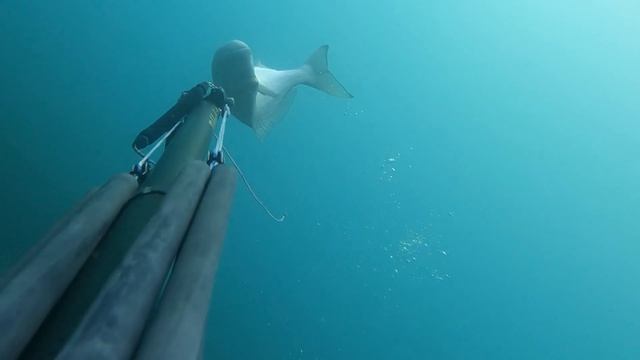 Pesca sub "Oratona...Clip da paura" Super Dorade, clip fantastique. смотреть онлайн