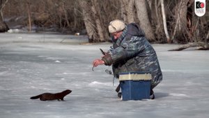Лучшая подруга местных рыбаков. Норка.