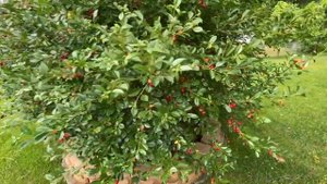 Carmine Jewel Dwarf Cherries - June 2023