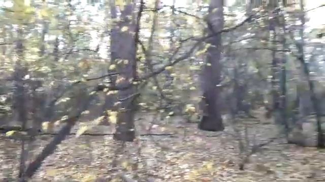 Осенняя лесная дорожка смотреть онлайн