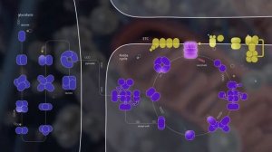 Реамберин   Үйлдлийн механизм