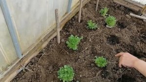 ВЫСАЖИВАЮ РАССАДУ ТАБАКА В ТЕПЛИЦУ БЕЗ ПИКИРОВКИ