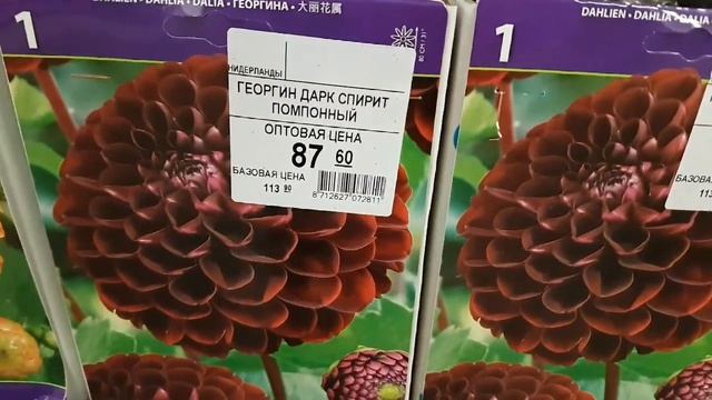Георгины для посадки из Голландии(Нидерландов).