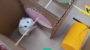 Приключения Хомы! \\ Хомячок ХОМА Проходит крутой лабиринт с препятствиями