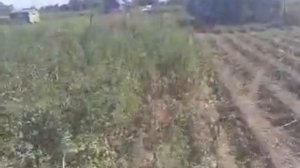 Скашивание картофельной ботвы самодельным триммером