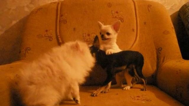 Питомник Элефант шпиц чихуахуа тойтерьер видео смотреть онлайн