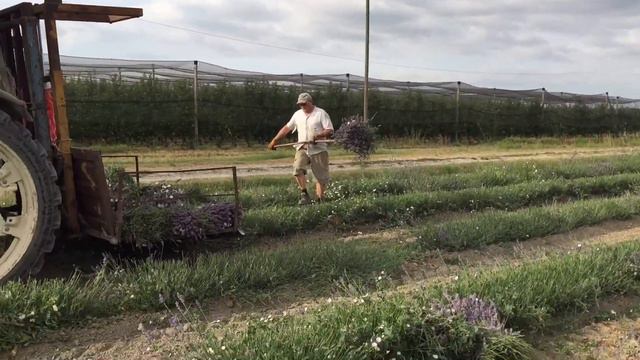 La raccolta della LAVANDA - Italia / Сбор ЛАВАНДЫ смотреть онлайн