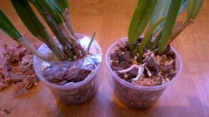 ОРХИДЕИ КАТТЛЕИ _КАК НАРАСТИТЬ КОРНИ _