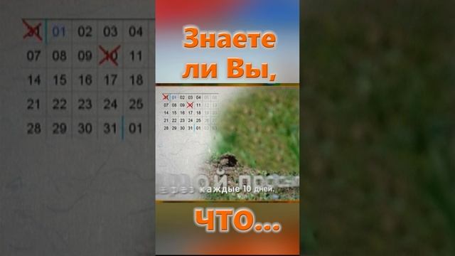 Знаете ли Вы, Что? Лесной сурок, суслик