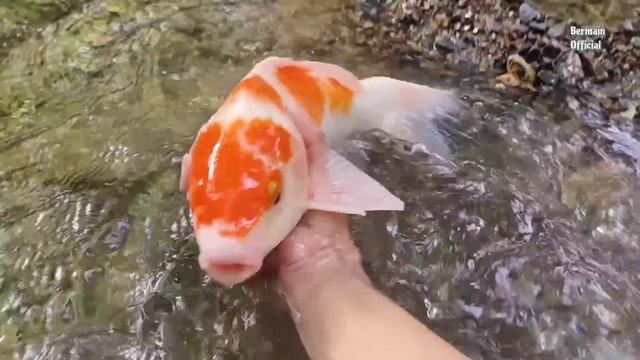 Catch ornamental fish monster catfish, koi fish, betta fish, glofish, goldfish, molly fish смотреть онлайн