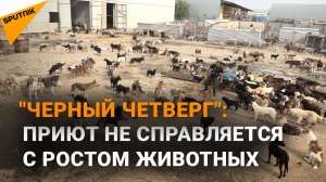 Тысячи собак и кошек на грани голодной гибели - приют не справляется с растущими стаями