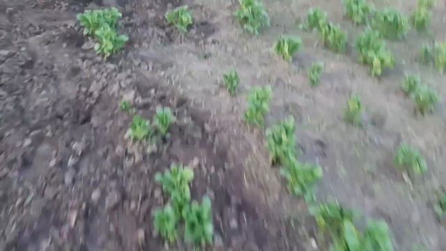 Первое яйцо!!! Что успела сделать в огороде?