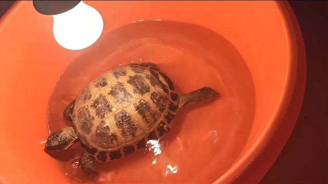 Купание сухопутной черепахи! смотреть онлайн