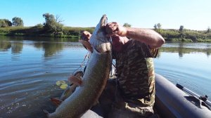 Такой поклёвки, никак не ожидал .Рыбалка на Оке с ночёвкой.