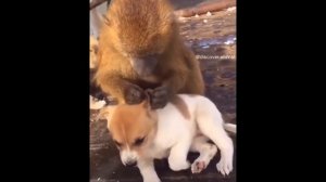 024 AWW Animals SOO Симпатичные Симпатичные детеныши животных Видео Подборка милых моментов животны