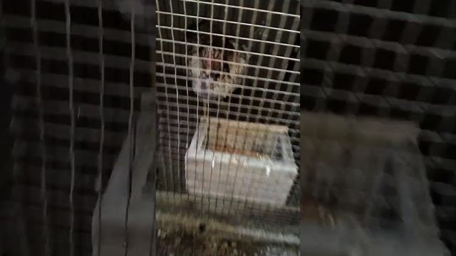 до и после 1/21 дней цыплят#дакан #шамо #цыплята смотреть онлайн