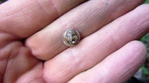 МОНЕТА МОЕЙ МЕЧТЫ! ПОИСК МОНЕТ С МЕТАЛЛОИСКАТЕЛЕМ АКА