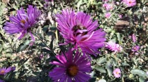 Астра многолетняя и китайская.