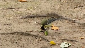 Интересные факты про синиц