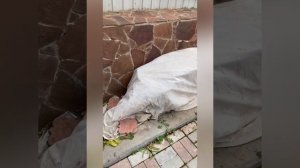 Зимовка крупнолистной гортензии в открытом грунте, средняя полоса