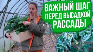 Закаливание рассады. Рассада перед высадкой в грунт. Закалка рассады томатов и перцев.