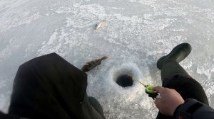 ВОТ ЭТО РАЗМЕР! ЛОВЛЯ ОКУНЯ НА БАЛАНСИР! Зимняя рыбалка 2021 /горбачи/ рыбалка зимой.