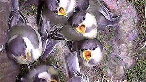 Птенцы оперились и готовы покинуть скворечник Видео