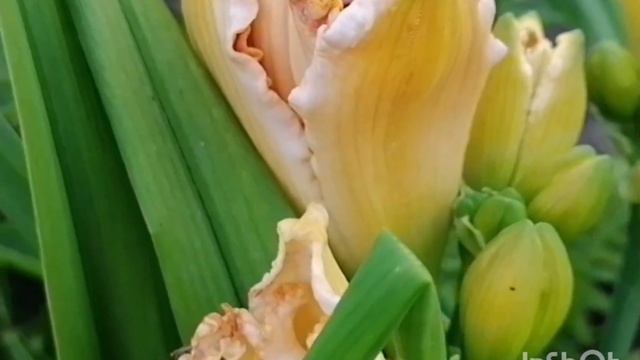 Цветение моих лилейников. 7 августа 2022 г. смотреть онлайн