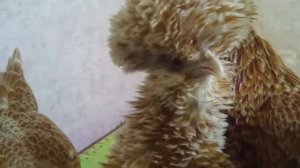 Падуан шамоа карлик гладкий и курчавый. ЛПХ "ЗайКИ"  Могилев Беларусь.