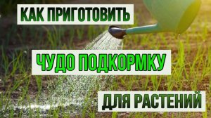 Как сделать хелат -эмэко. Как приготовить ЧУДО подкормку для растений.