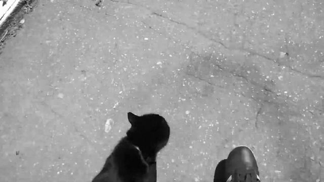 10 ФАКТОВ О МОЕЙ КОШКЕ | АН.НЭТ смотреть онлайн