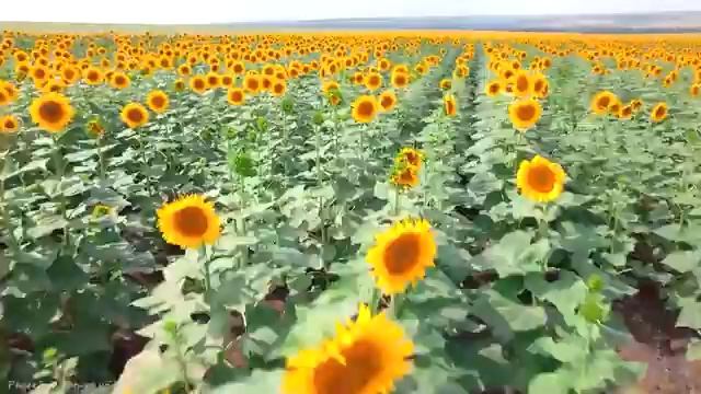 часов расслабляющей музыки - спокойное фортепиано и гитара музыка для сна учебная музыка