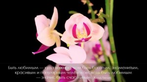 Цветы распускаются под вальс