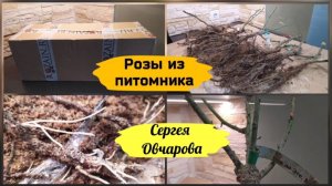 Розы из питомника Сергея Овчарова ( 2022 г.)