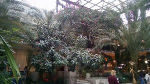 ЦВЕТУЩИЙ ЗИМНИЙ САД В ДОМЕ ОФИЦЕРОВ