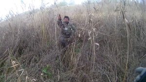 Охота на фазана с лайкой и спаниелем.+18
