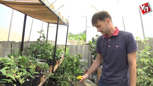 Учитель истории выращивает в Чердаклинском районе бананы, мандарины, лотосы и египетский папирус
