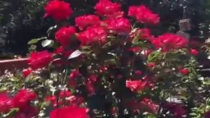 'ChChing!', "Dick Clark', Rose Extravaganza Video