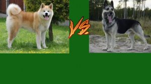 Акита-ину против Вео!!(кто сильнее?)!