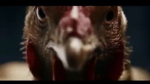 Chicken Song part 2 (original) | The hens’ dancing song |  2021 #01