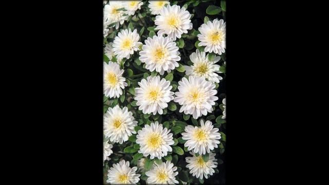 Астры цветы