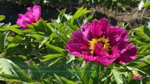 Пионы со средним сроком цветения. Часть 2 / Сад Ворошиловой