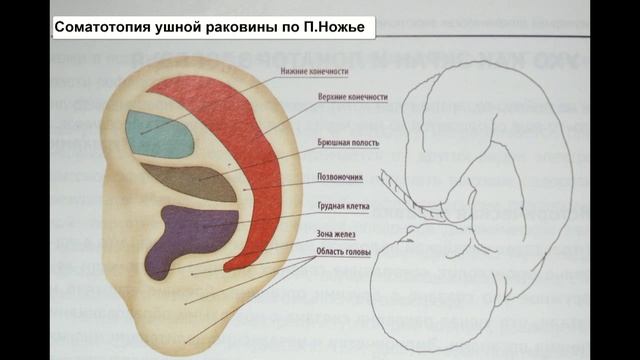 01 Введение, история изучения, анатомия ушной раковины. Школа по Аурикулотерапии