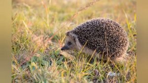 Даурский ёж в лесостепях забайкалья