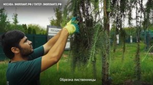 Как ухаживать за лиственницей? Как правильно ухаживать за лиственницей на участке?
