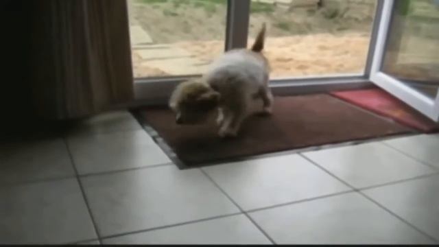 Собачка вытирает ноги милота прикол смотреть онлайн