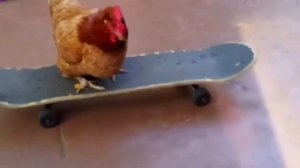 Смешные куры/ лучшие приколы про домашние птицы??