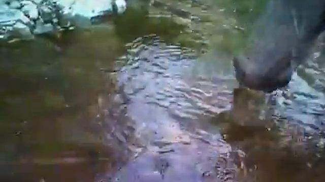 Ловля форели на реке Фольмэ смотреть онлайн