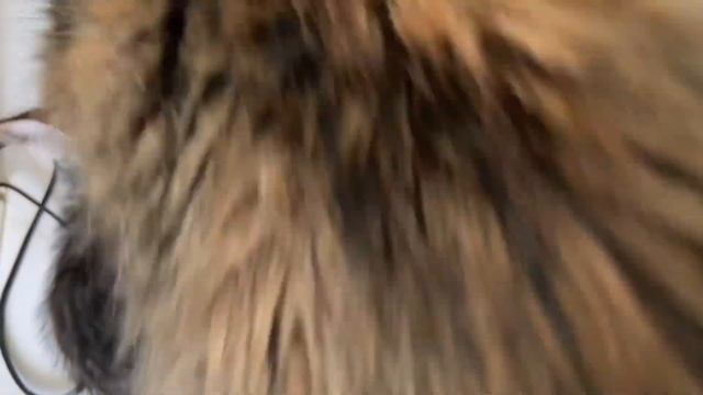 Лысую кошку выбросили в холод? смотреть онлайн